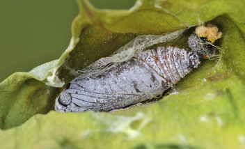 Common Sootywing chrysalis